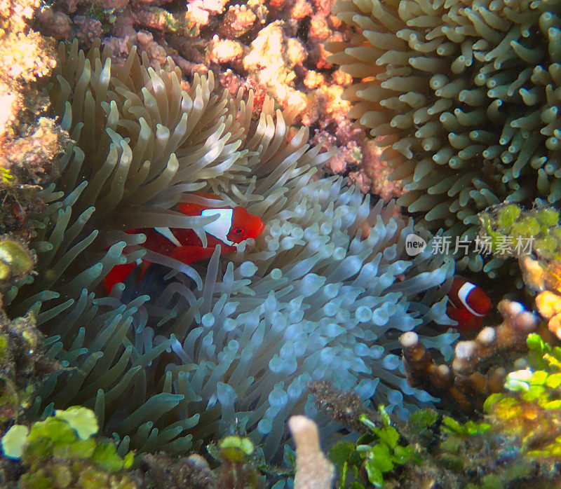 海葵中的橙色小丑鱼(Amphiprion percula)